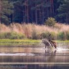 Hirsch im Wasser