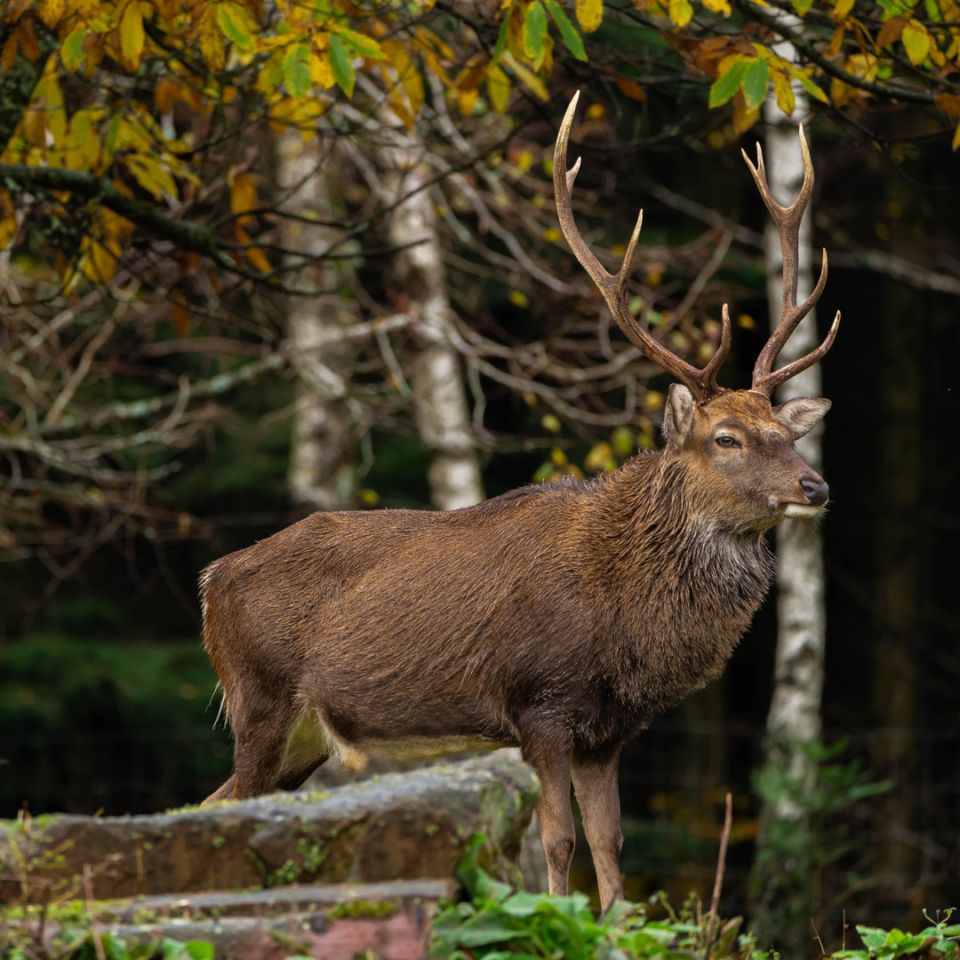 Hirsch im Wildfreigehege Rappweiler, Saar