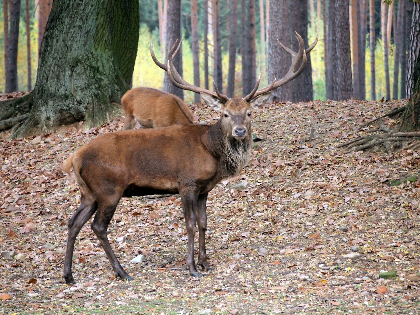 Hirsch im Wildpark