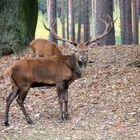 Hirsch im Wildpark