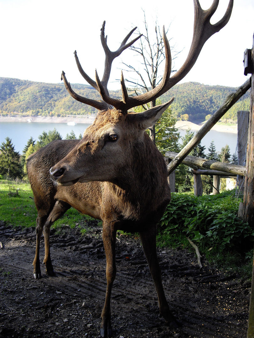 Hirsch im Wildpark Edersee