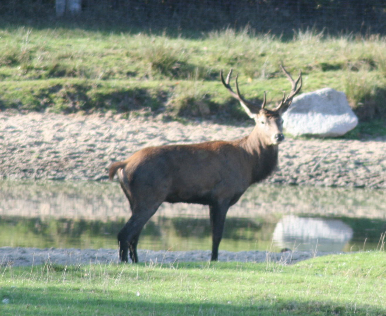 Hirsch im Wildpark Wedel