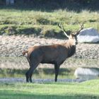 Hirsch im Wildpark Wedel