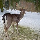 Hirsch im Winter.