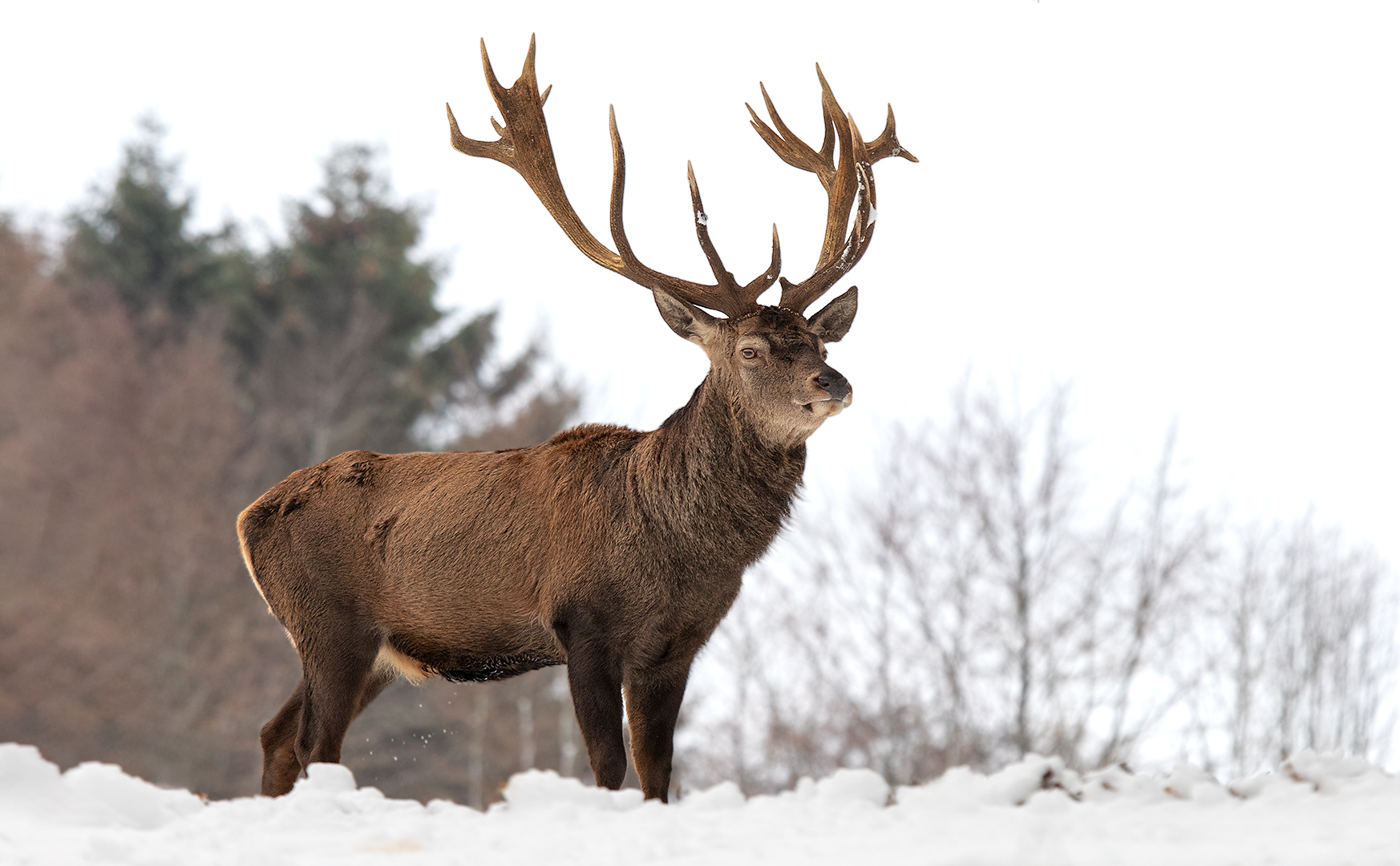 Hirsch im Winter