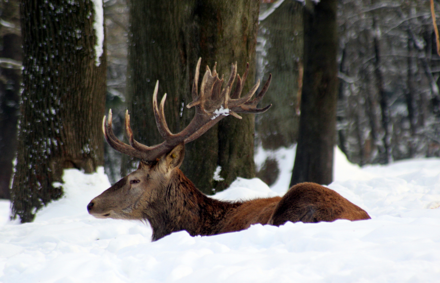 -Hirsch im Winterwald...