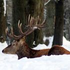 -Hirsch im Winterwald...