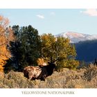 Hirsch im Yellowstone Nationalpark, USA