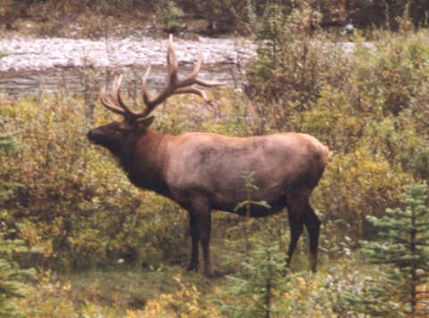 Hirsch in Alaska