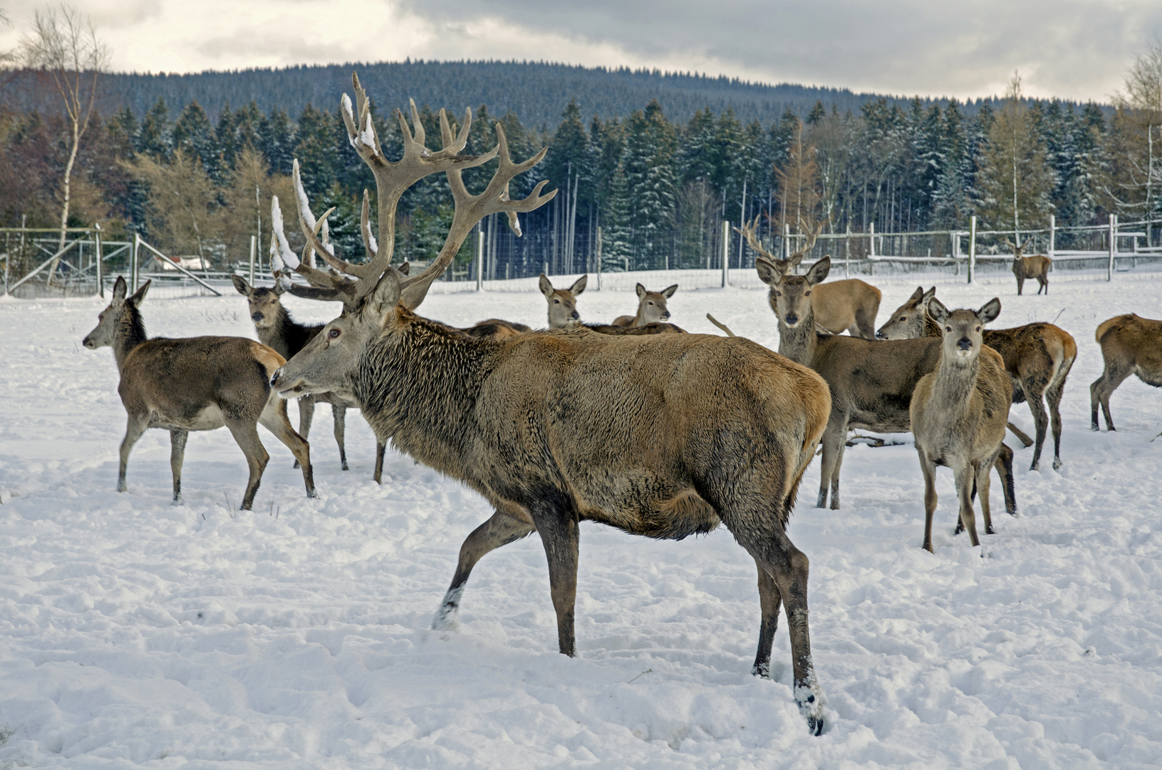 Hirsch in  Ansprung Erzgebirge