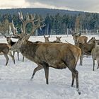 Hirsch in  Ansprung Erzgebirge