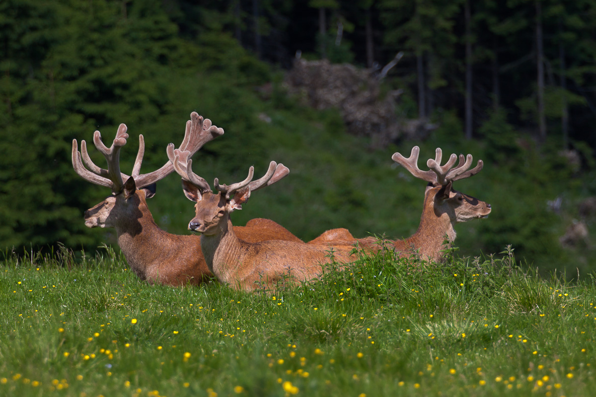 Hirsch in Bast