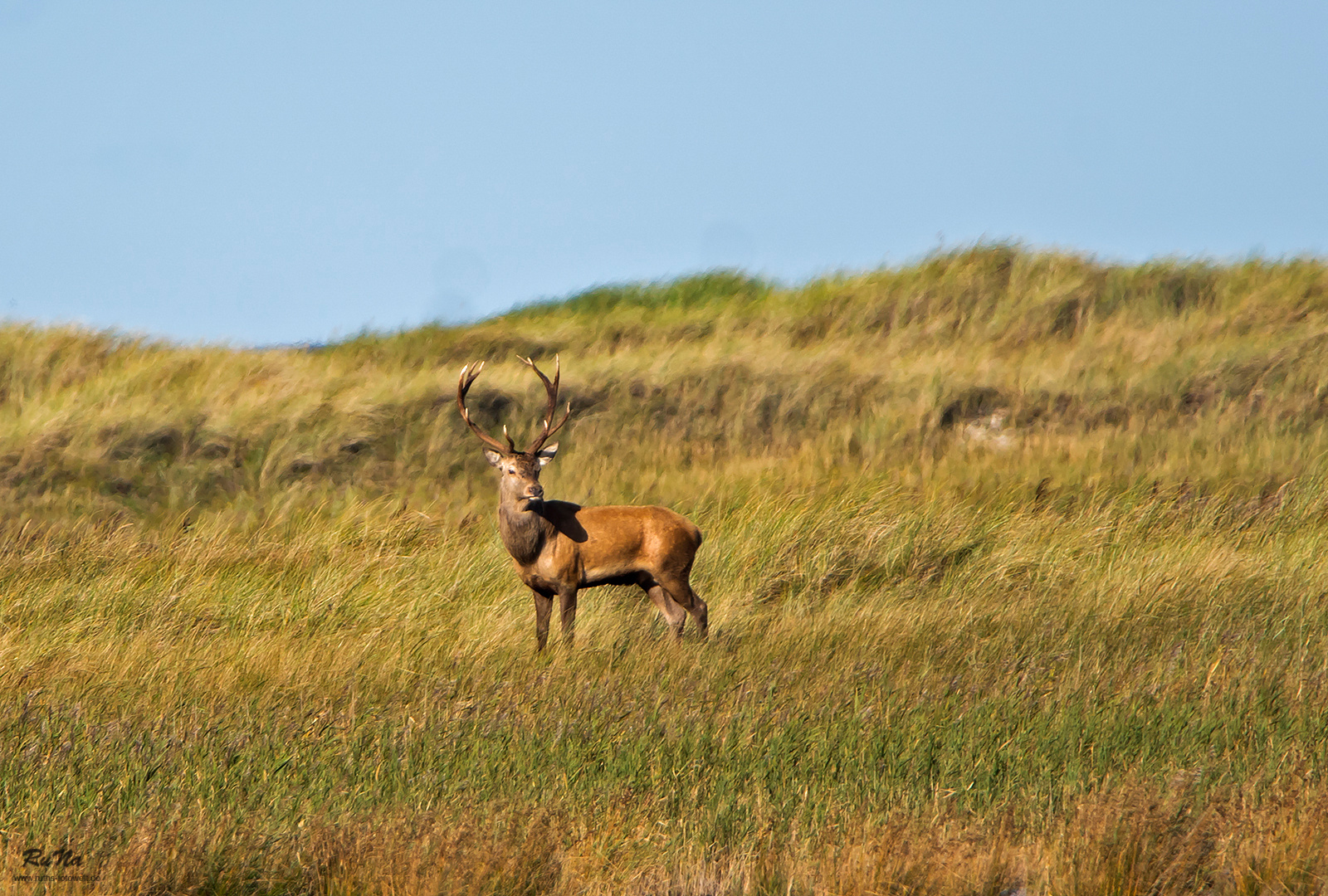 Hirsch in den Dünen ...