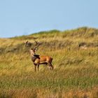 Hirsch in den Dünen ...