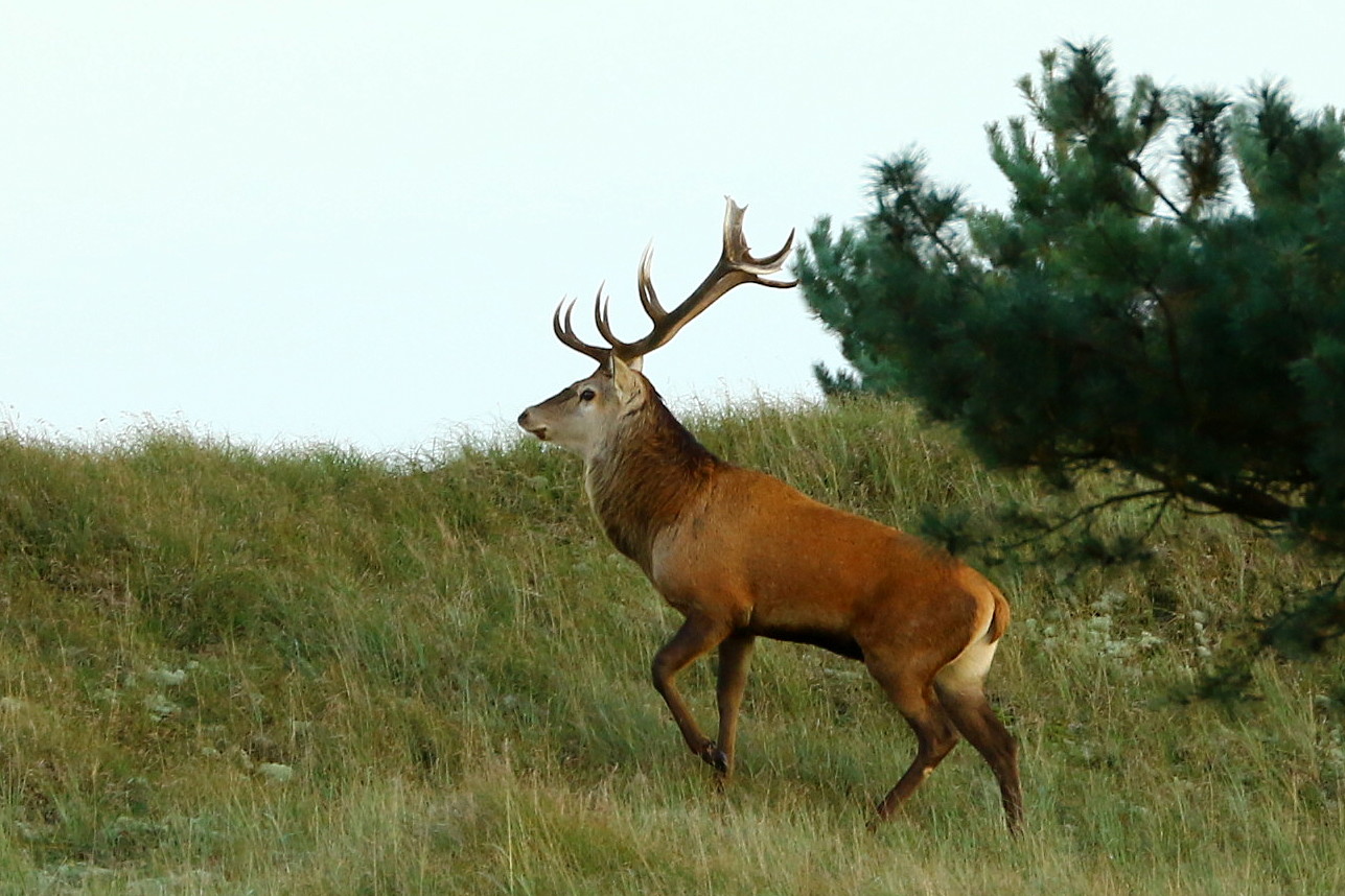 Hirsch in den Dünen am Darß