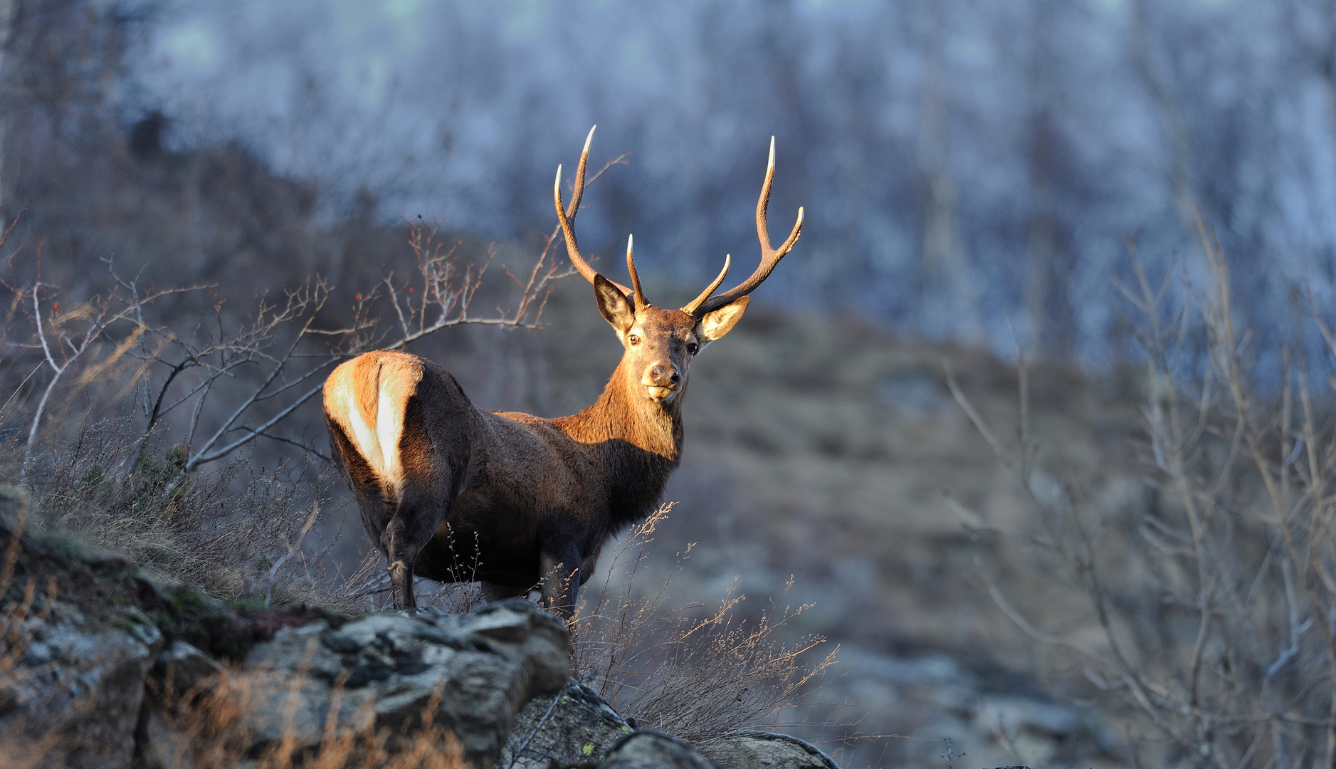 Hirsch in der Abendsonne