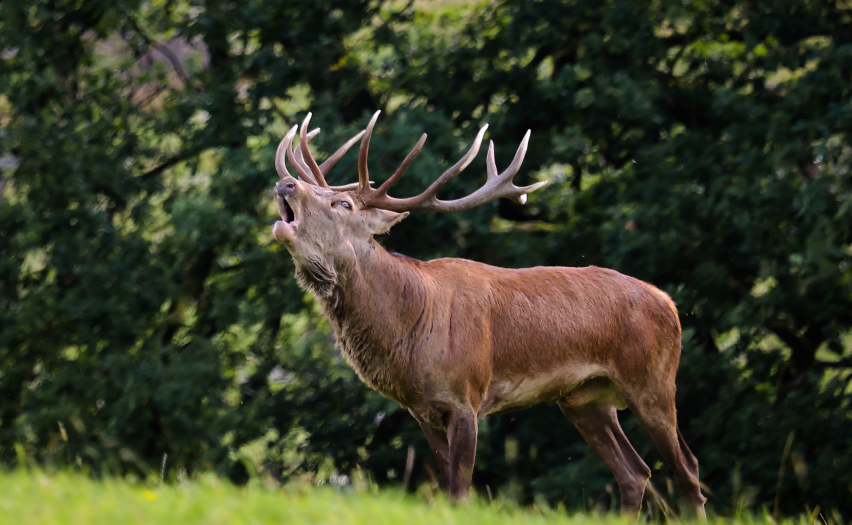 Hirsch in der Brunft