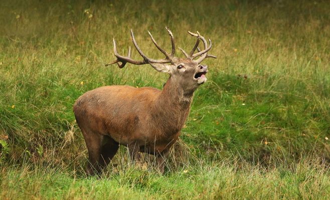 Hirsch in der Brunft