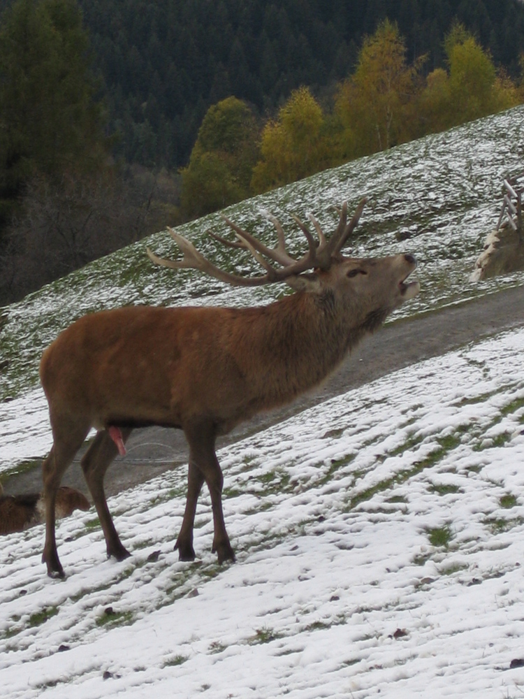 Hirsch in der Brunftzeit