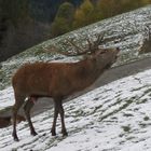 Hirsch in der Brunftzeit