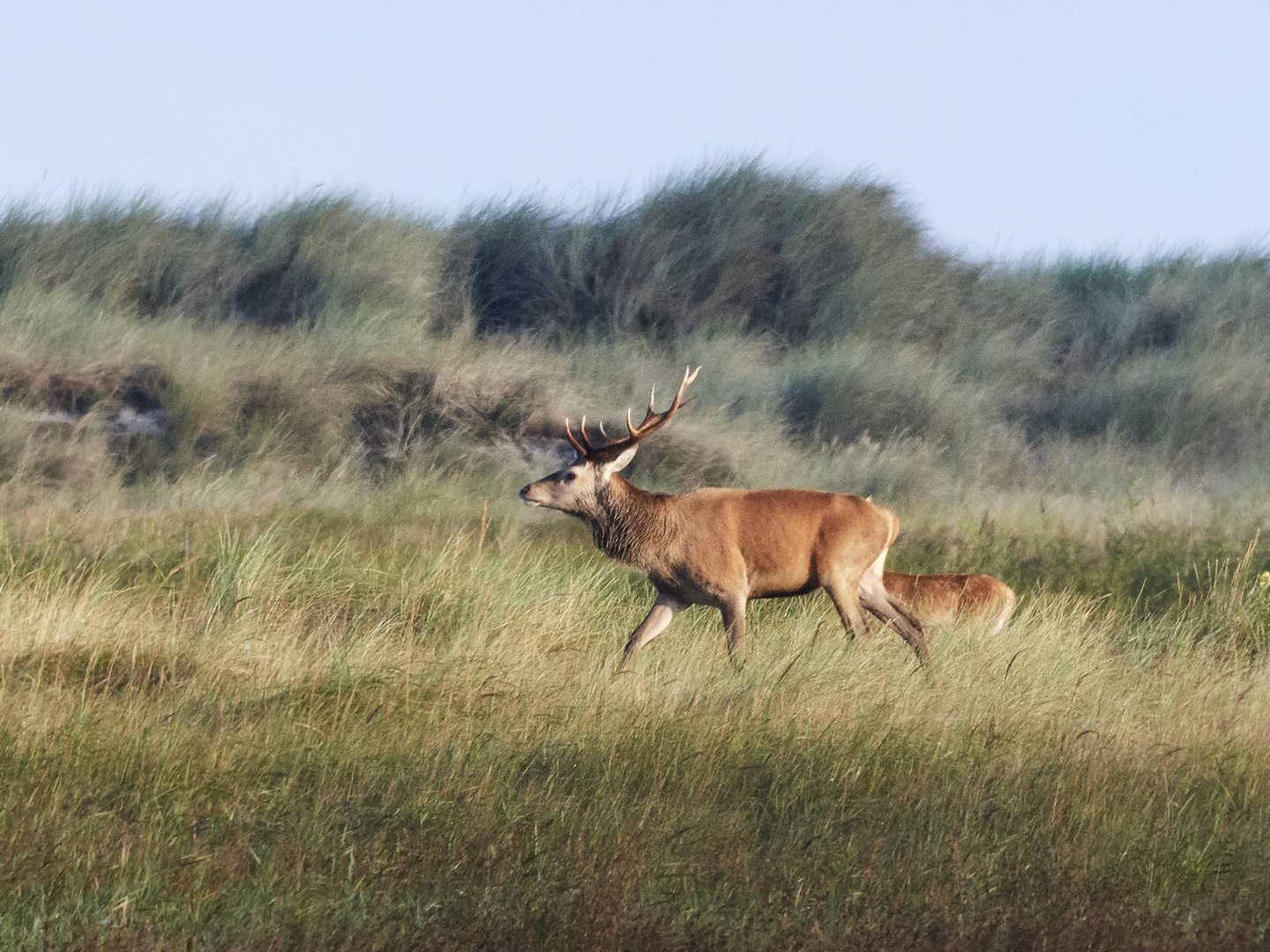 Hirsch in der Brunftzeit