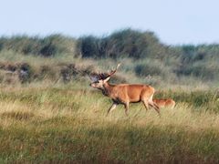 Hirsch in der Brunftzeit