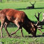 Hirsch in der Brunftzeit