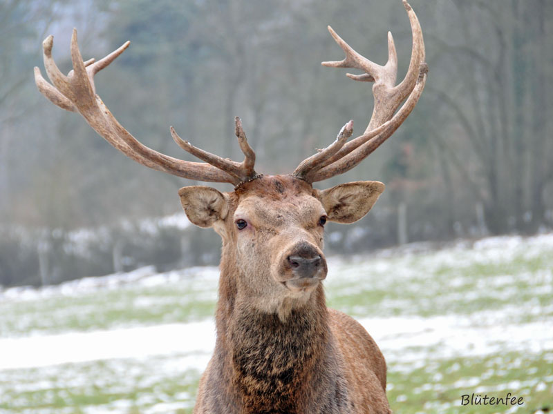 Hirsch in der Fasanerie in Wiesbaden