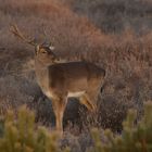 Hirsch in der Heide