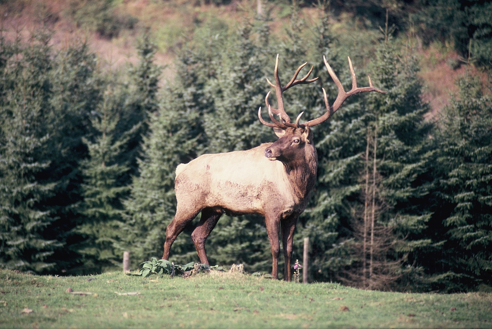 Hirsch in der Morgensonne (2)