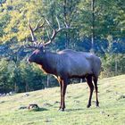 Hirsch in der Morgensonne