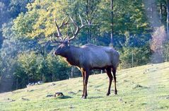 Hirsch in der Morgensonne