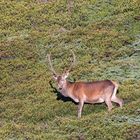 Hirsch in der Morgensonne