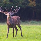 Hirsch in der Spätbrunft vom Hohenroth