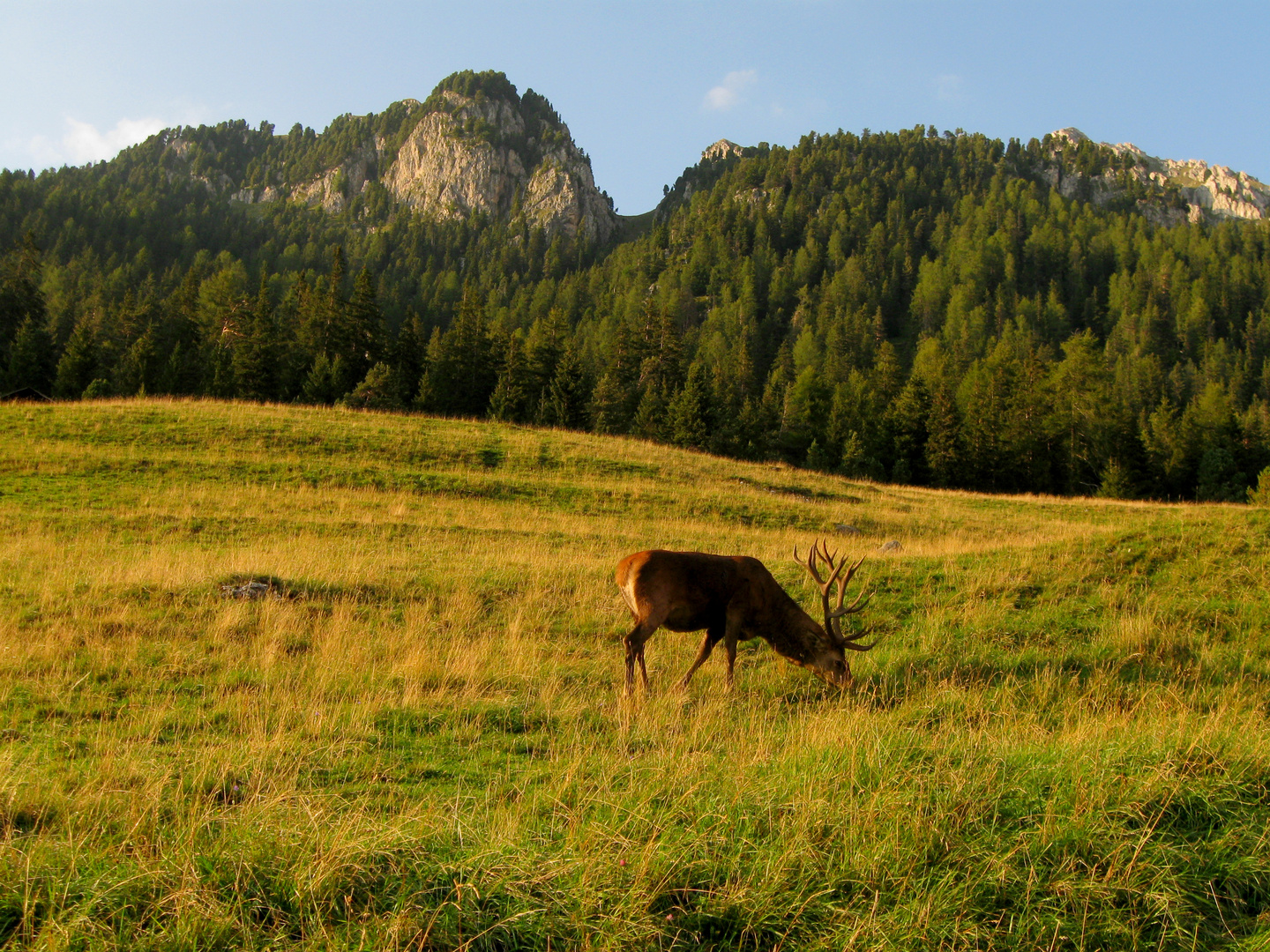 hirsch in freier wildbahn