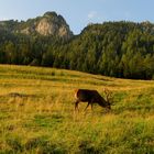 hirsch in freier wildbahn