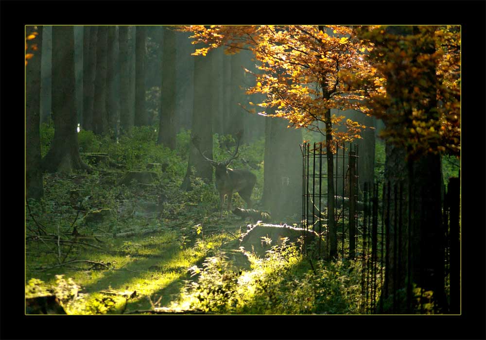 Hirsch in Lichtung