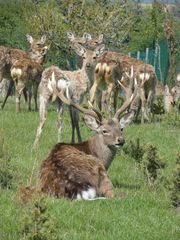 hirsch in untenbach im wildpark