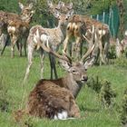 hirsch in untenbach im wildpark