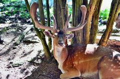 Hirsch in Wald