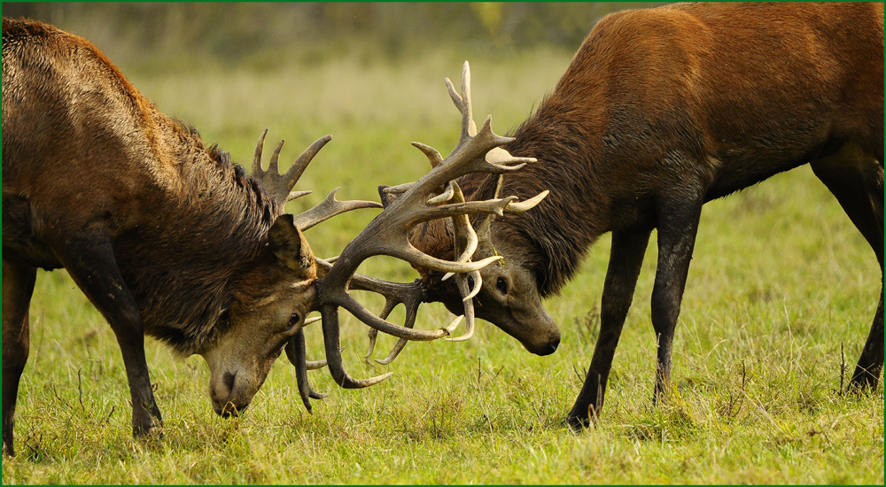 Hirsch Kampf Foto & Bild natur, kampf, tiere Bilder auf