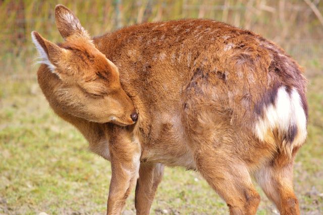 Hirsch kitz