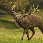 Hirsch männlich in der Brunftzeit