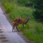  Hirsch Mama mit Nachwuchs