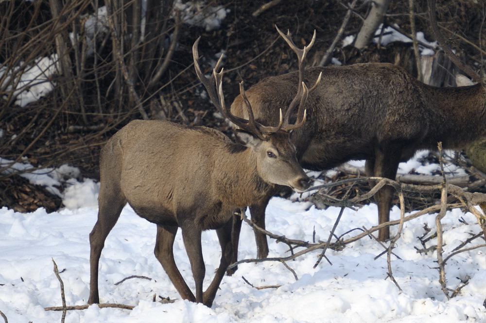 Hirsch mit 4 Stangen