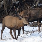 Hirsch mit 4 Stangen