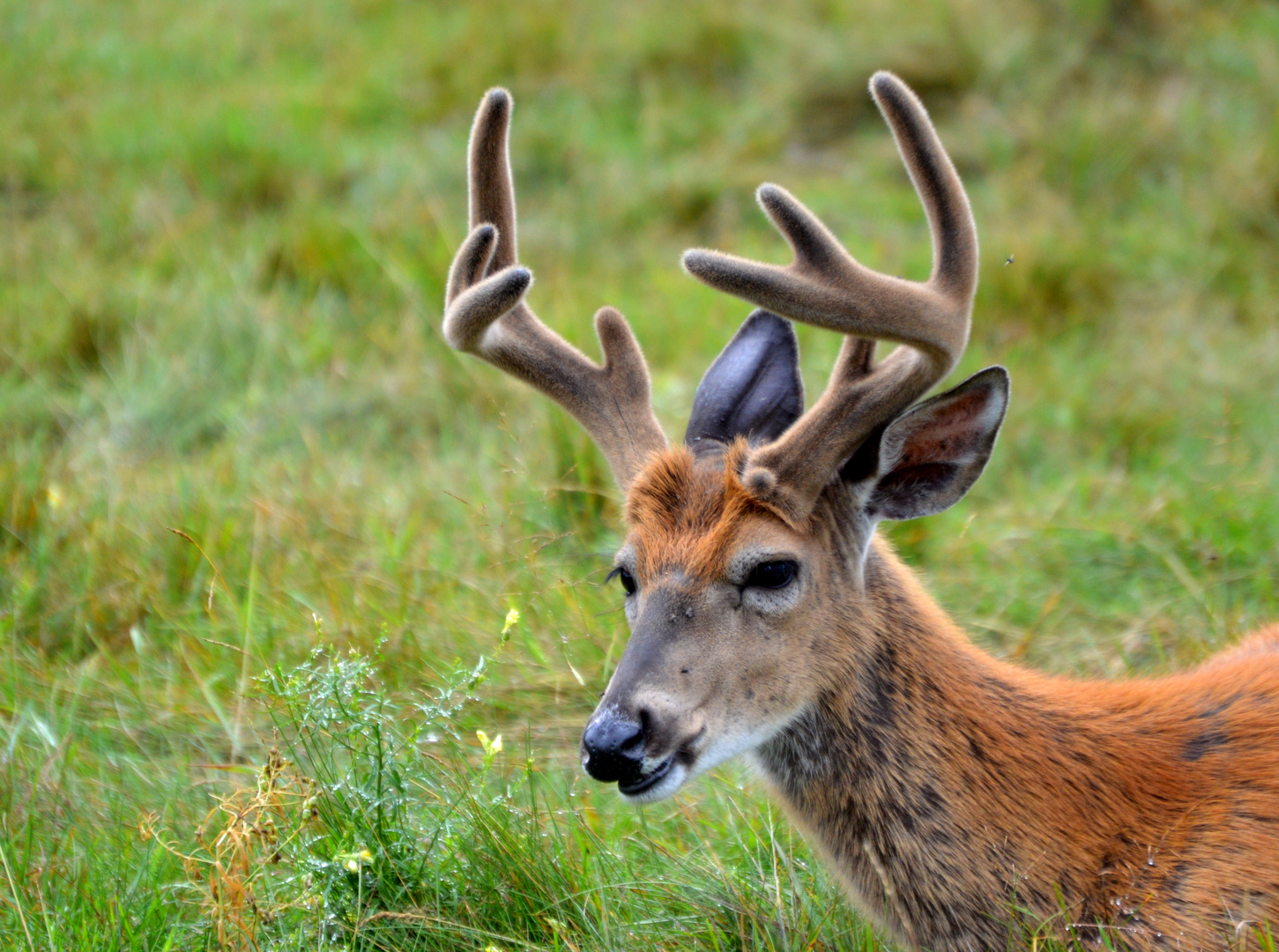 Hirsch mit Bastgeweih