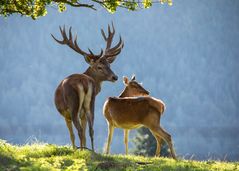 Hirsch mit Braut