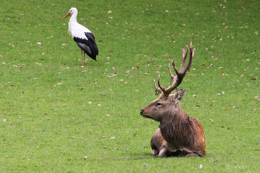 Hirsch mit "Brunftberater" Dr. Adebar