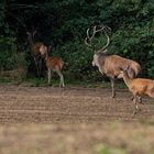 Hirsch mit einigen weibern aus seinem Harem